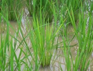 水稻缺氮，葉色變黃，分蘗少，植株矮小。圖片提供人：羅秋雄。
