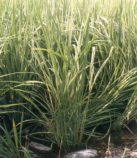 水稻氮過剩，葉色濃綠，莖葉與枝梗軟弱。圖片提供人：林慶喜。