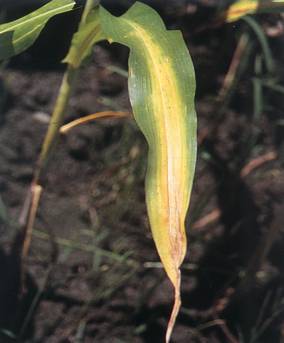 玉米缺氮，老葉尖端首先黃化，後漸擴展至葉之中肋，而呈V字型。圖片提供人：林慶喜。