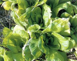 小白菜缺氮全株葉色黃綠，老葉呈現黃白色焦乾。