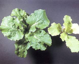 正常與缺氮(右)之小白菜。小白菜缺氮，全株葉色黃綠，老葉近白化，生育受阻。