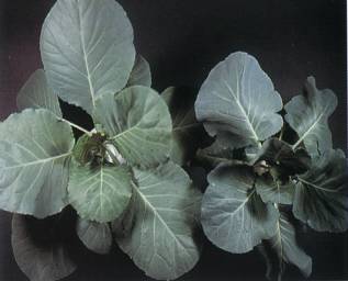 正常(左)與氮過多(右)的甘藍，甘藍氮過多葉色濃綠，植株生育差。