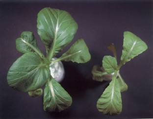 正常與缺氮(右)之芥菜。缺氮之芥菜，葉色較淡綠，生育緩慢，老葉易黃化。