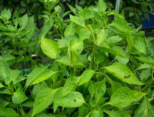 彩色甜椒缺氮，葉色呈淡黃綠色，生育緩慢，老葉易黃化。圖片提供人：羅秋雄。