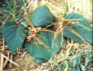 豆科作物著生根瘤菌，固定空氣中氮素，供應植株所需氮肥。圖片提供人：羅秋雄。