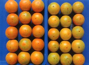 氮過多之柑桔果實(右)轉色不佳，且果型較小。圖片提供人：張淑賢。